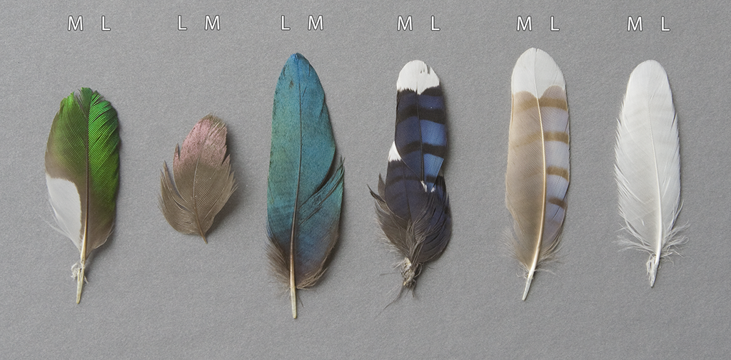 SuperBlack_41467_2017_2088_Fig3