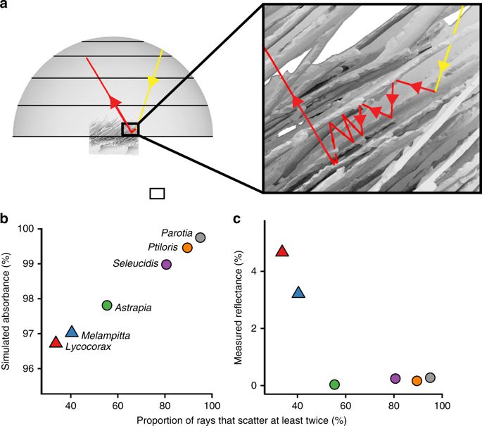 SuperBlack_41467_2017_2088_Fig3