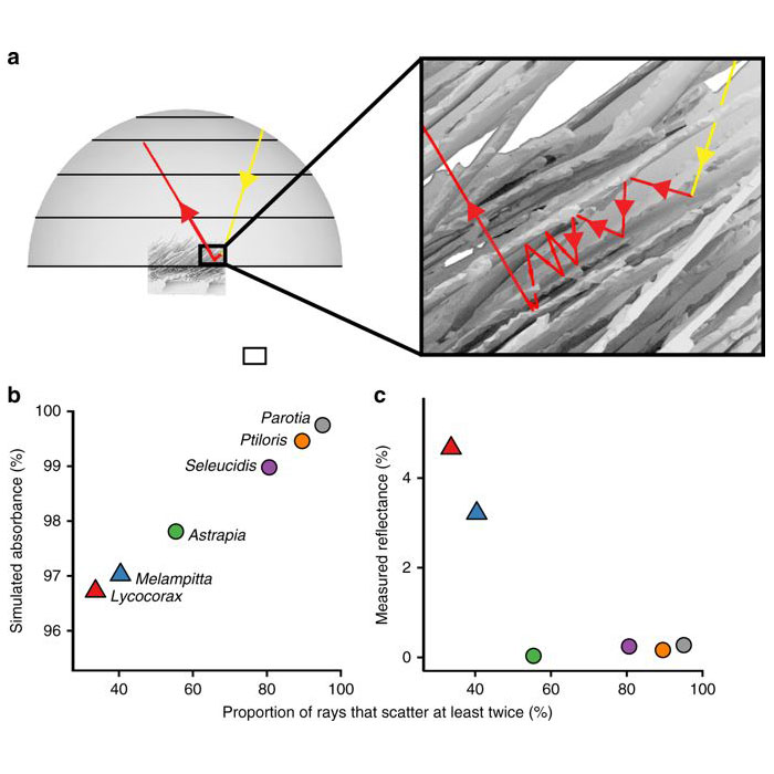 SuperBlack_41467_2017_2088_Fig3