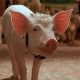 Tape04_Babe2 edited-reel_button165px