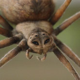 charlotte_button165px