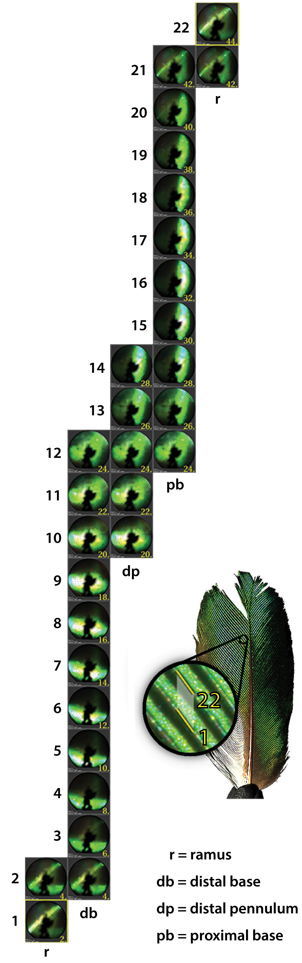 SuperBlack_41467_2017_2088_Fig3